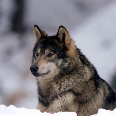 Rasul Dzharalgasinov