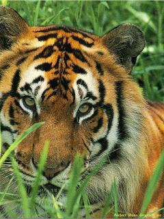 Елена Лесникова (Сташкина)