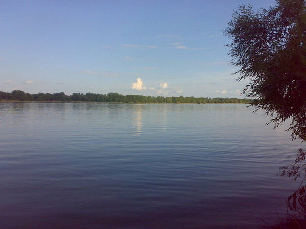 Светлана Холодова