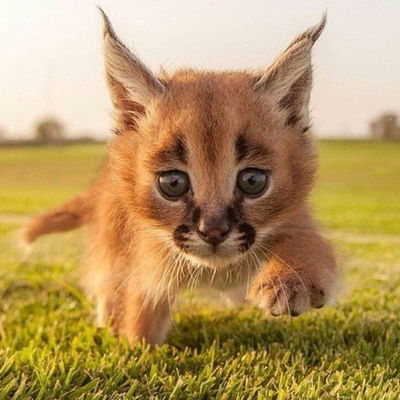 Васек Васьков