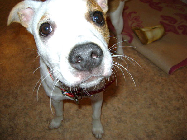 Олег Утемов