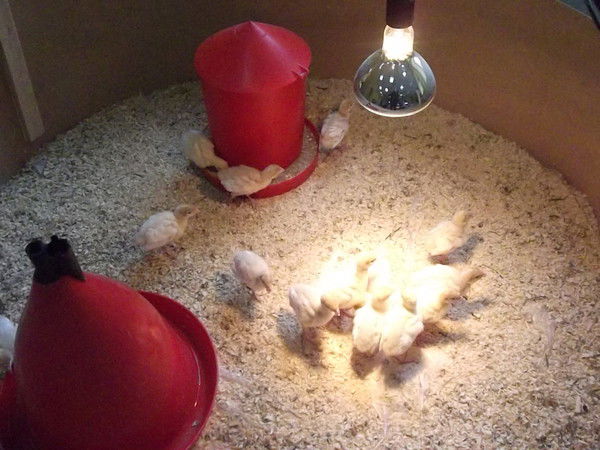 Юлия Сидоркина