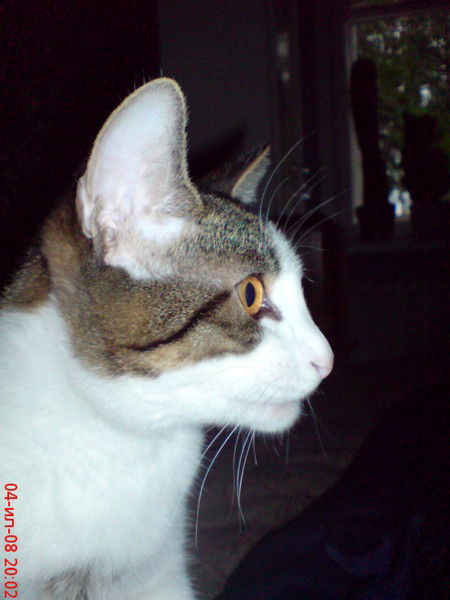 Алексей Якубчук