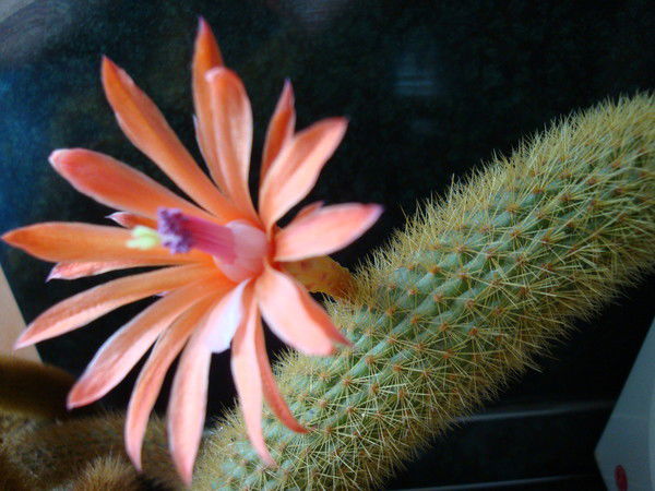 Нина Петрова