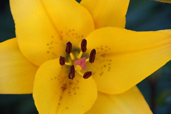 Ольга Наумова