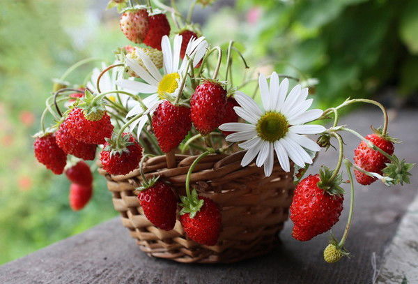 Гу База Смс