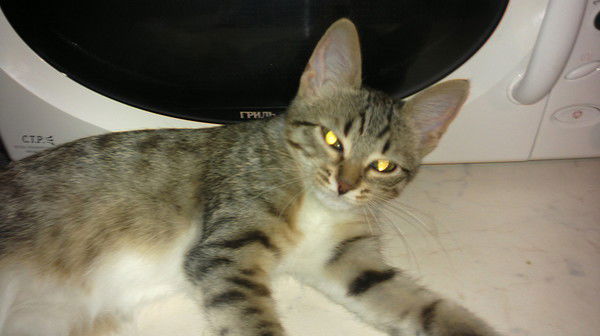 Семён Барышников