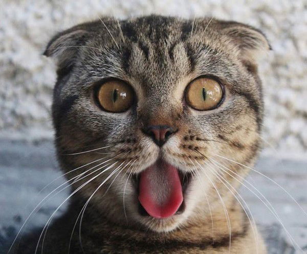 Александр Леошко