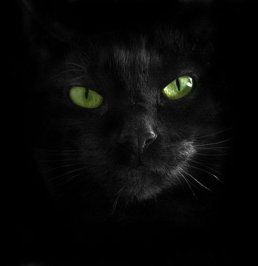 Котов Семен