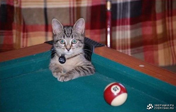 Тарас Владимирович