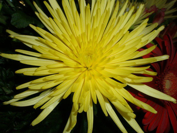 Лидия Улитина