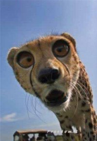 Тимофей Бурцев