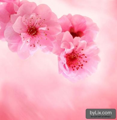 Любовь Даниловна Калачева