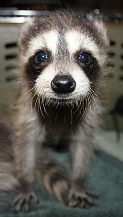 Крошка Енот