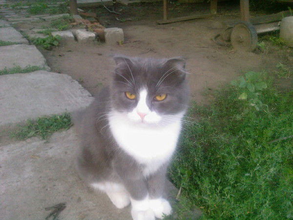 Антон Антонович