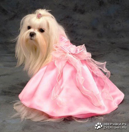 Светлана Соколова