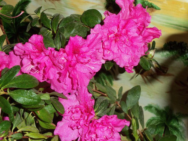 Елена Солдатова