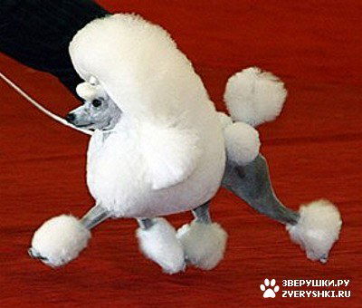 Андрей Орлов