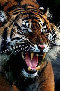 Ренат Сейтбекиров