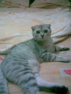 Ирочка Литвинова