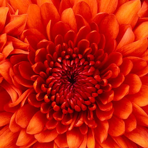 Дарья Булахова