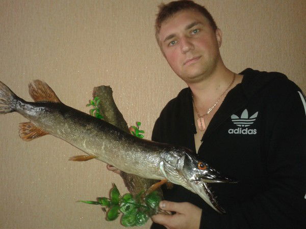 Владимир Холодов