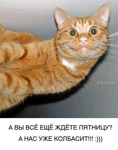 Кошкан Бокоходько