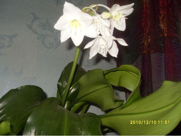 Клавдия -Лукьянова