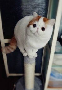 Константин Чекалкин