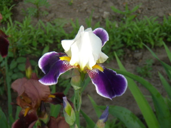 Виктор Микуров