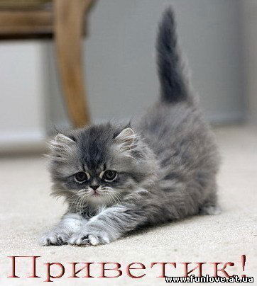 Елена Мелихова