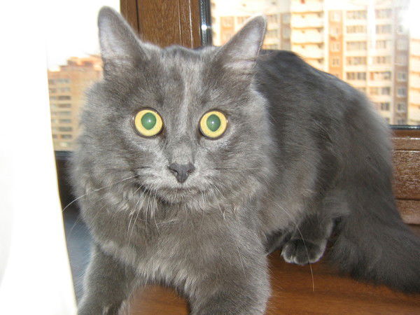 Виктория Меримзон