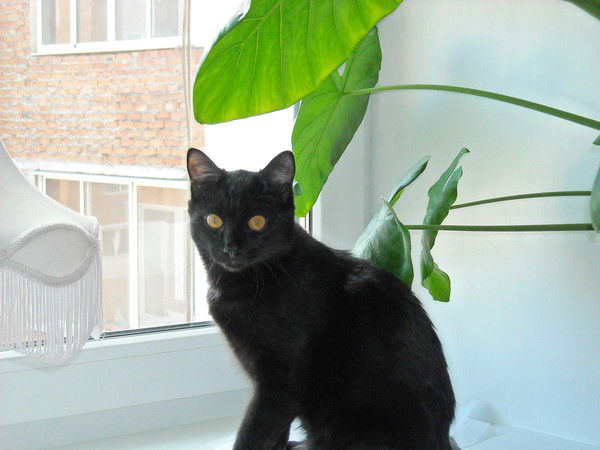 Анна Балаганская