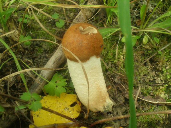 Юлия Евтюкова