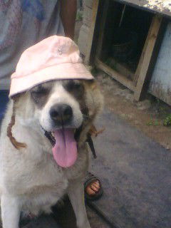 Владимир Гуляев