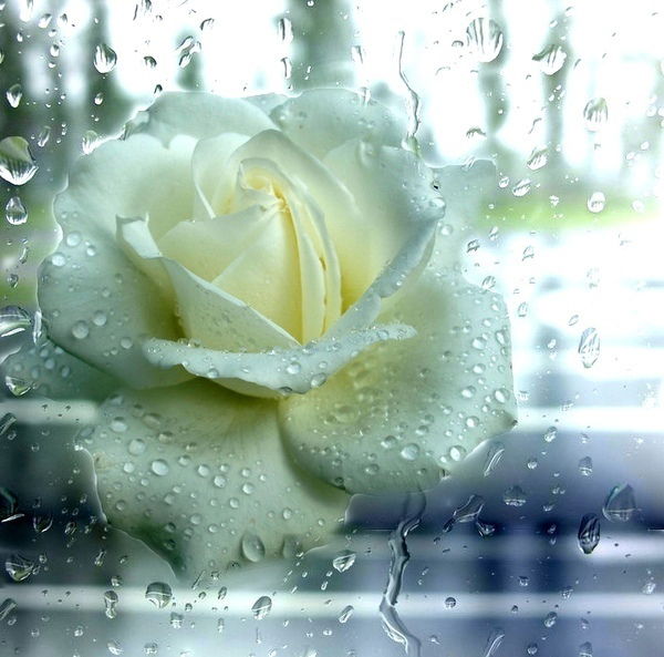 Гаухар Бухарбаева