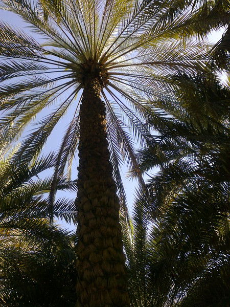 Улбосын Бакбергенова