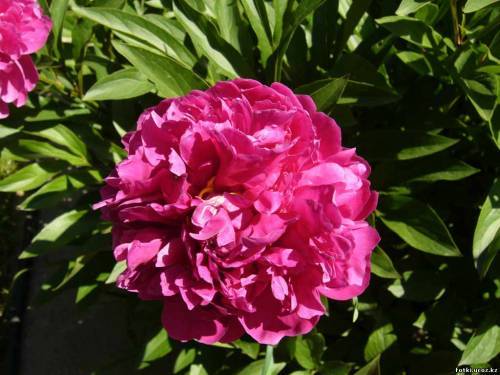 Алтынай Идырисова