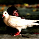 Пашка Пашка