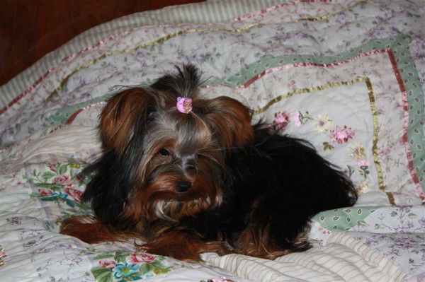 Света Журавлёва