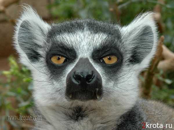 Александр Лысак