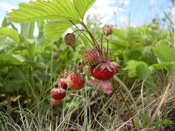 Отдел Экономики Шаранский Район