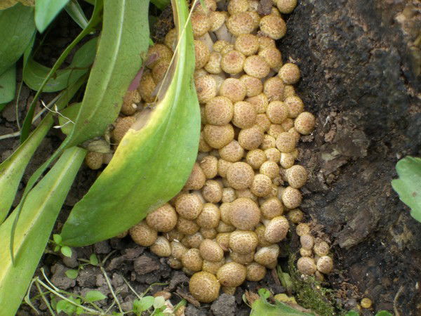 Сергей Бармин