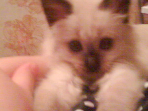 Ирина Ватолина