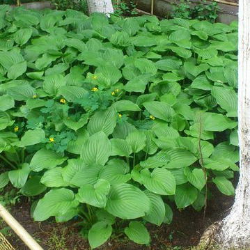 Антон Игошев