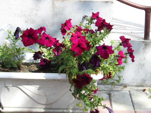 Макс Калашников