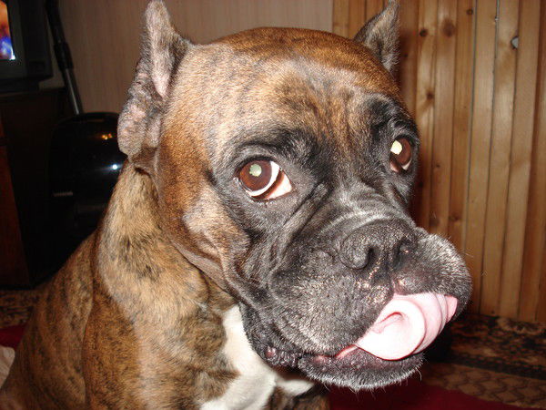 Владимир Алехин