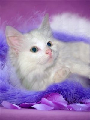 Ольга Великолепная