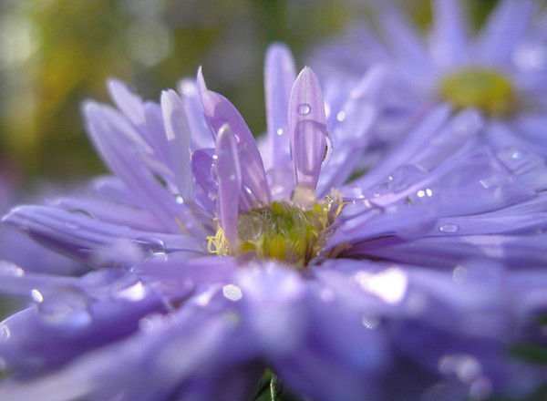Мария Кувшинова