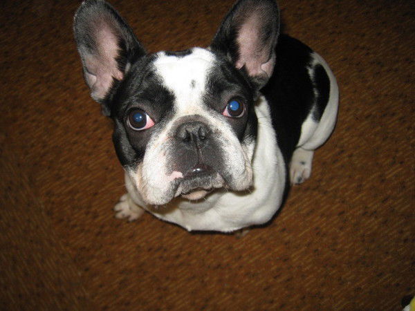 Иван Корнийко